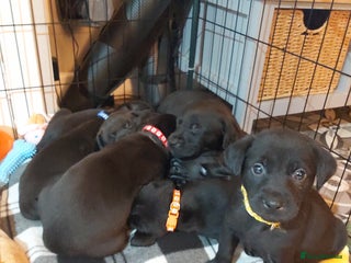 Mixed Breed dogs - Advert 1