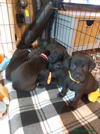 Mixed Breed dogs - Advert 3