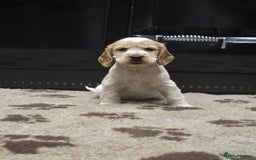 Cocker Spaniel dogs for sale: Show Cocker Spaniel  - Image 14