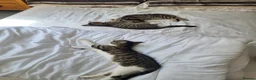 Mixed Breed cats for sale: READY NOW.... - Advert 5