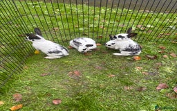 Rex rabbits for sale: Beautiful friendly babies - Image 5