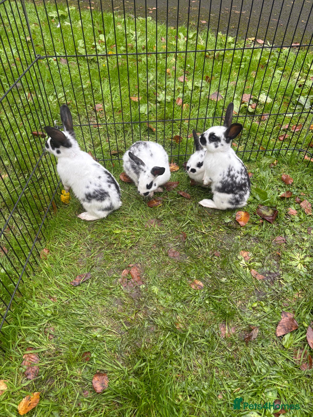 Rex rabbits for sale: Beautiful friendly babies - Image 5