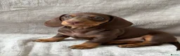 Miniature Dachshund dogs for sale: Chocolate and tan short haired mini dachshund  - Advert 18