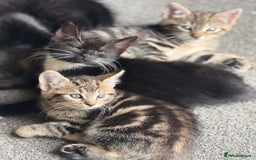 British Shorthair cats for sale: Kittens for Sale - Image 5