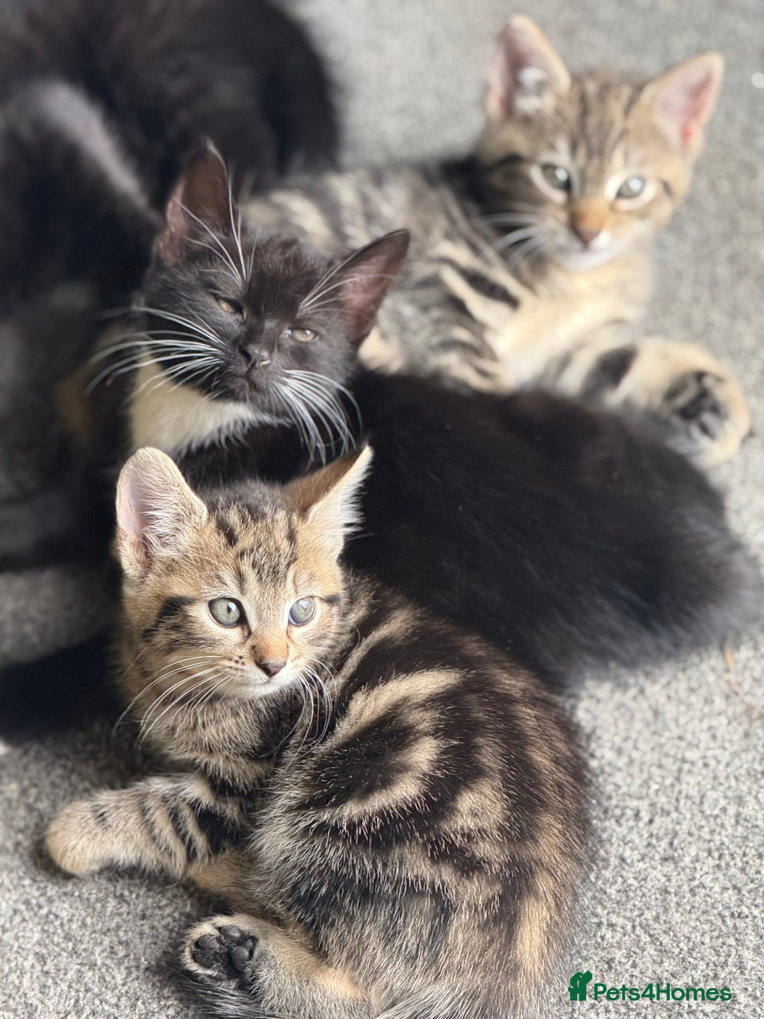 British Shorthair cats for sale: Kittens for Sale - Image 5