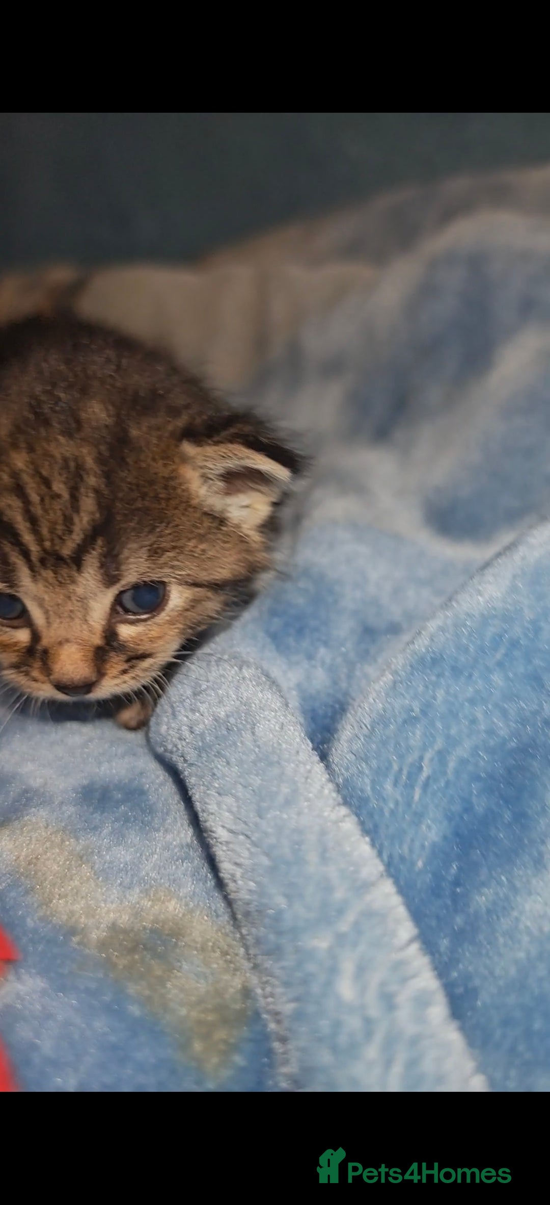 Mixed Breed cats for sale: Beautiful kittens  - Advert 20