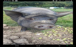 Pig livestock for sale: Ronnie and reggie  - Image 37