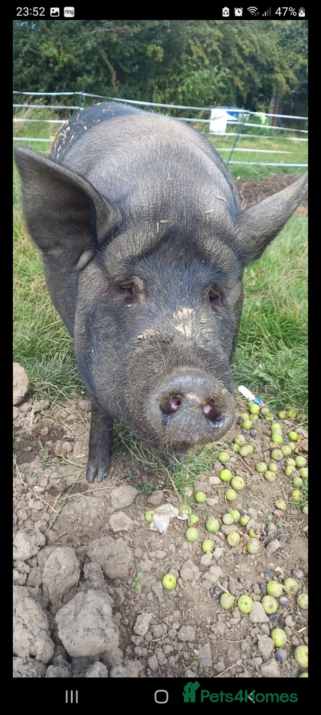 Pig livestock for sale: Ronnie and reggie  - Image 37