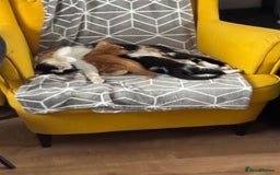 European cats for sale: Playful boy litter trained  - Image 4