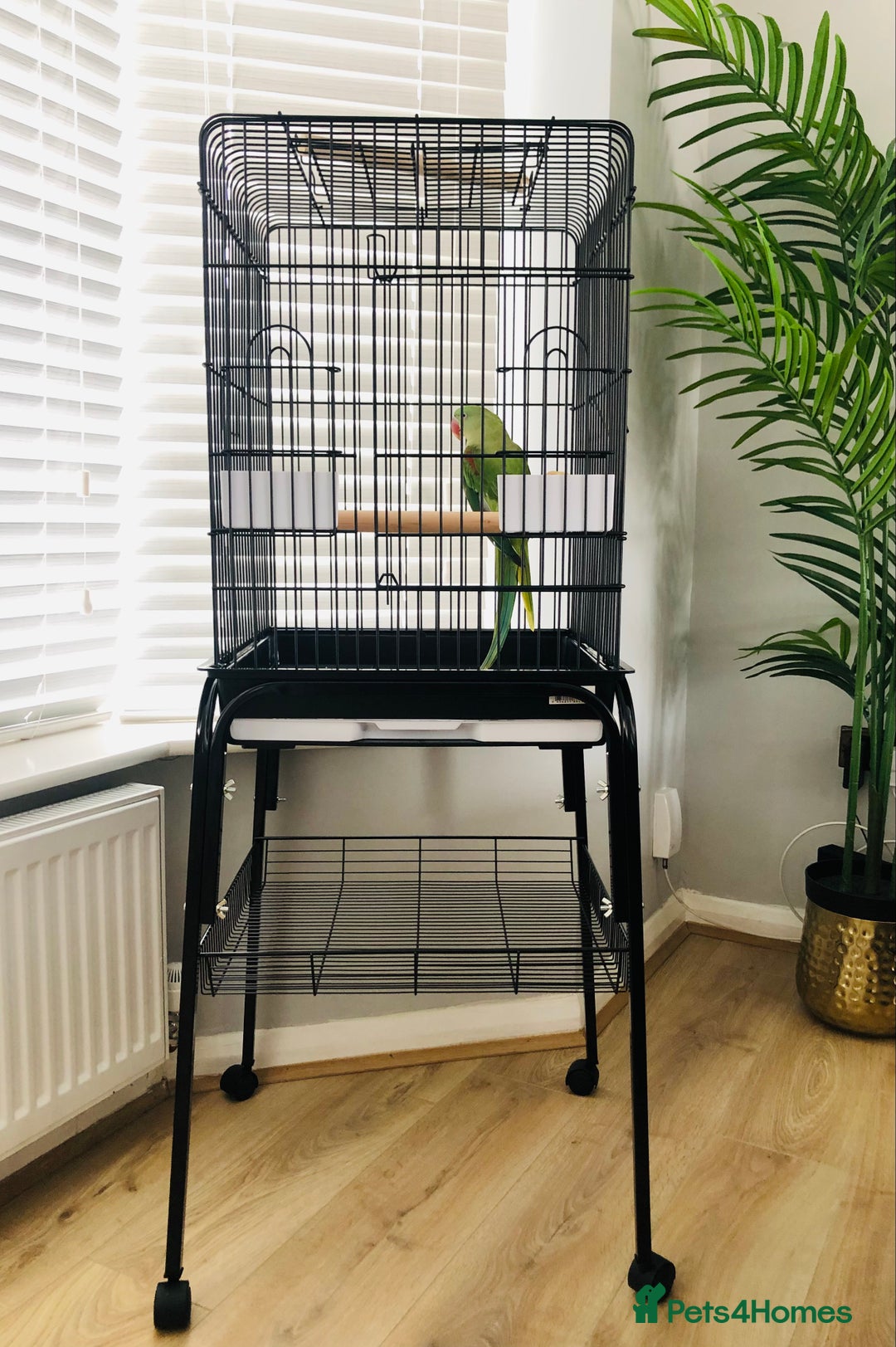 Parrots birds for sale: Alexandrine parrots for sale. - Image 12