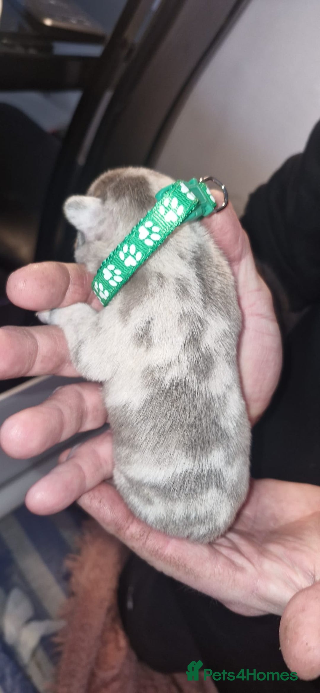 French Bulldog dogs for sale: Beautiful French bulldog puppies  - Advert 10