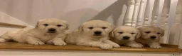 Golden Retriever dogs for sale: STUNNING GOLDEN RETRIEVER PUPPIES  in Manchester - Advert 3
