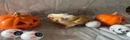 Guinea Pig rodents for sale: Skinny pigs sows & funky boys  - Advert 25