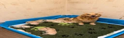 Golden Retriever dogs for sale: KC Registered Golden Retrievers - Advert 16