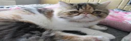 Persian cats for sale: Fantastic Female Persian kitten ready now - Advert 26