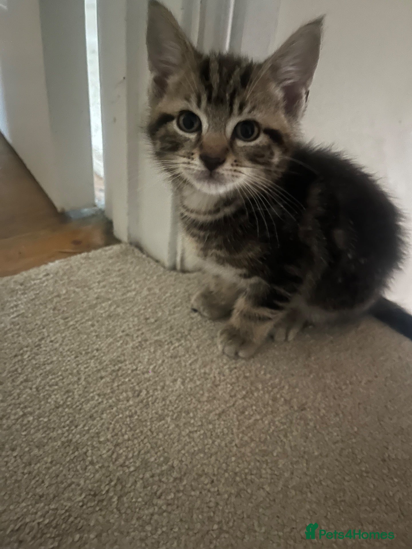 Mixed Breed cats Tabby Boys for Sale  - Advert 2