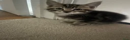 Mixed Breed cats for sale: Tabby Boys for Sale  - Advert 1
