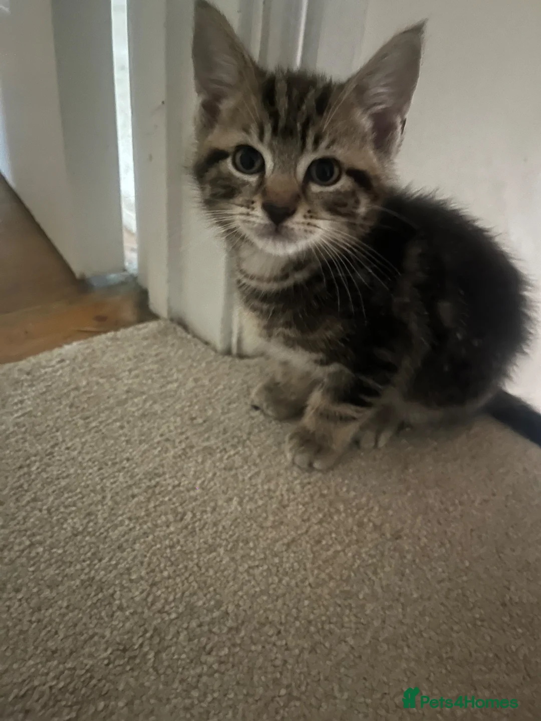 Mixed Breed cats for sale: Tabby Boys for Sale  - Advert 1