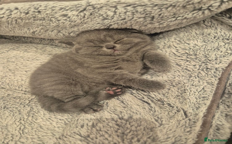 British Shorthair cats - Advert 15