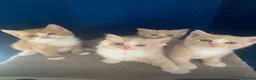 British Shorthair cats for sale: British short hair X - Advert 5