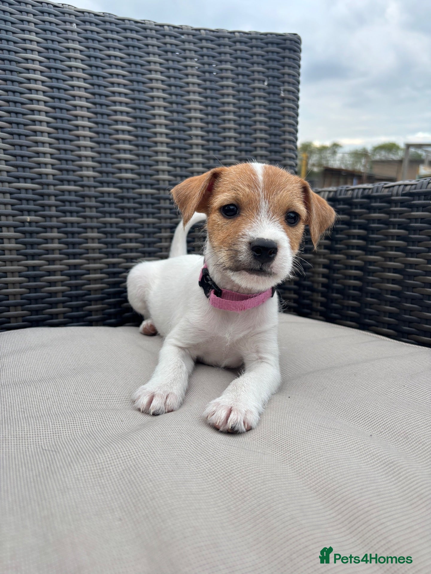 Jack Russell dogs Jack Russell puppies - Advert 1