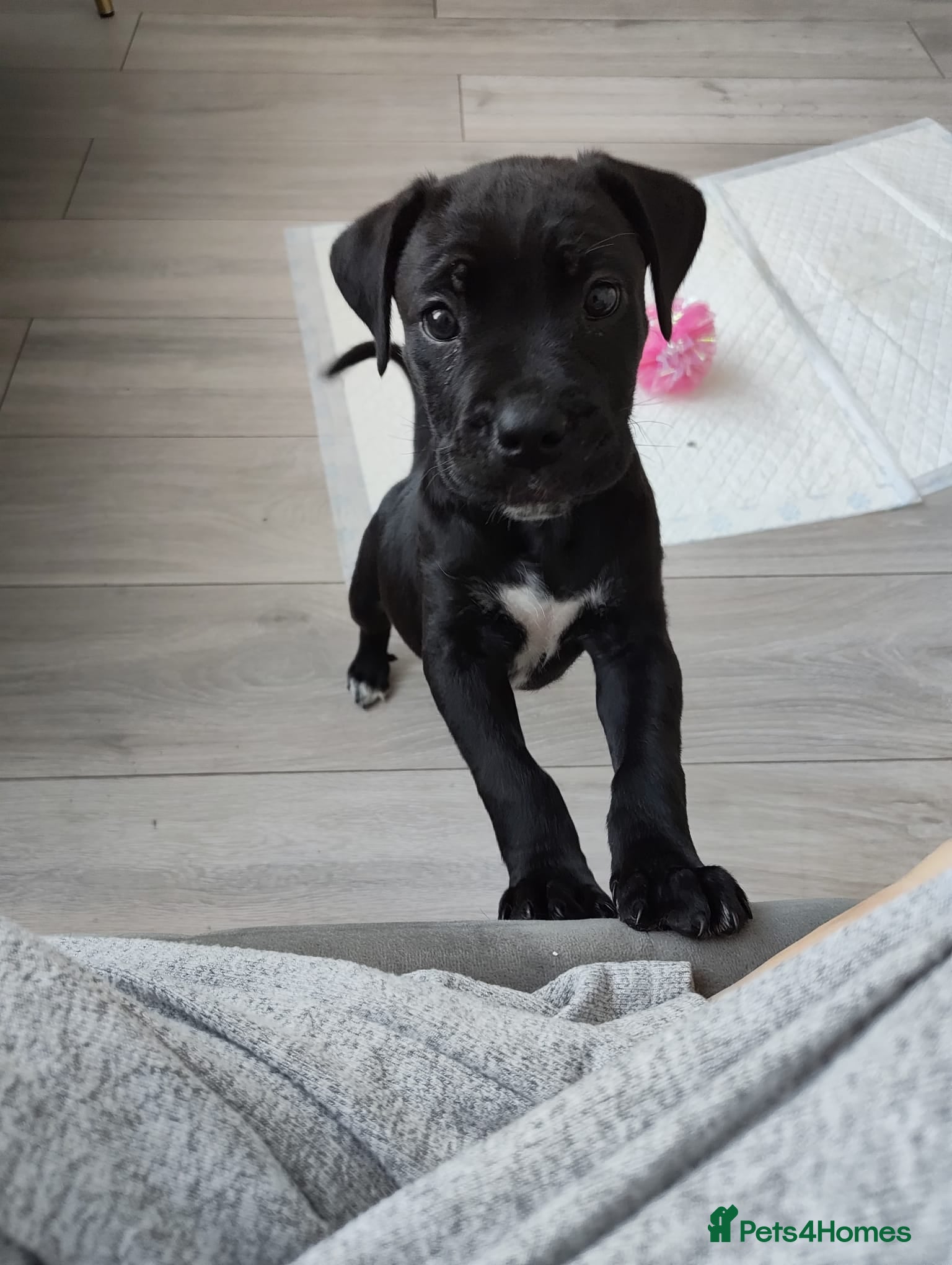 Cane Corso dogs Cane corso 9 weeks old only 1 left - Advert 2