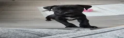 Cane Corso dogs for sale: Cane corso 9 weeks old only 1 left - Advert 1