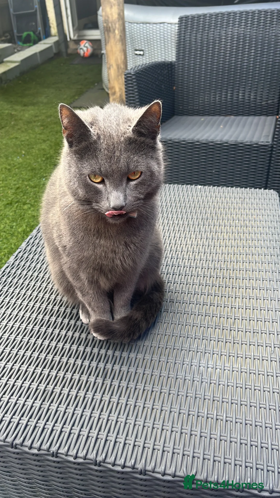 Mixed Breed cats for sale: Smokey 4 year old mixed Russian blue male in Burnley - Advert 2