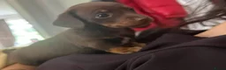 Dachshund dogs for sale: Pups for sale - Advert 6