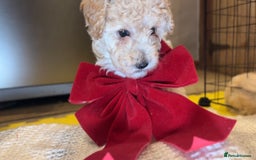 Toy Poodle dogs for sale: TOY POODLE PUPPIES 2 GIRLS 1 BOY LEFT - Image 1