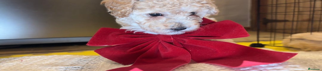 Toy Poodle Puppy 3