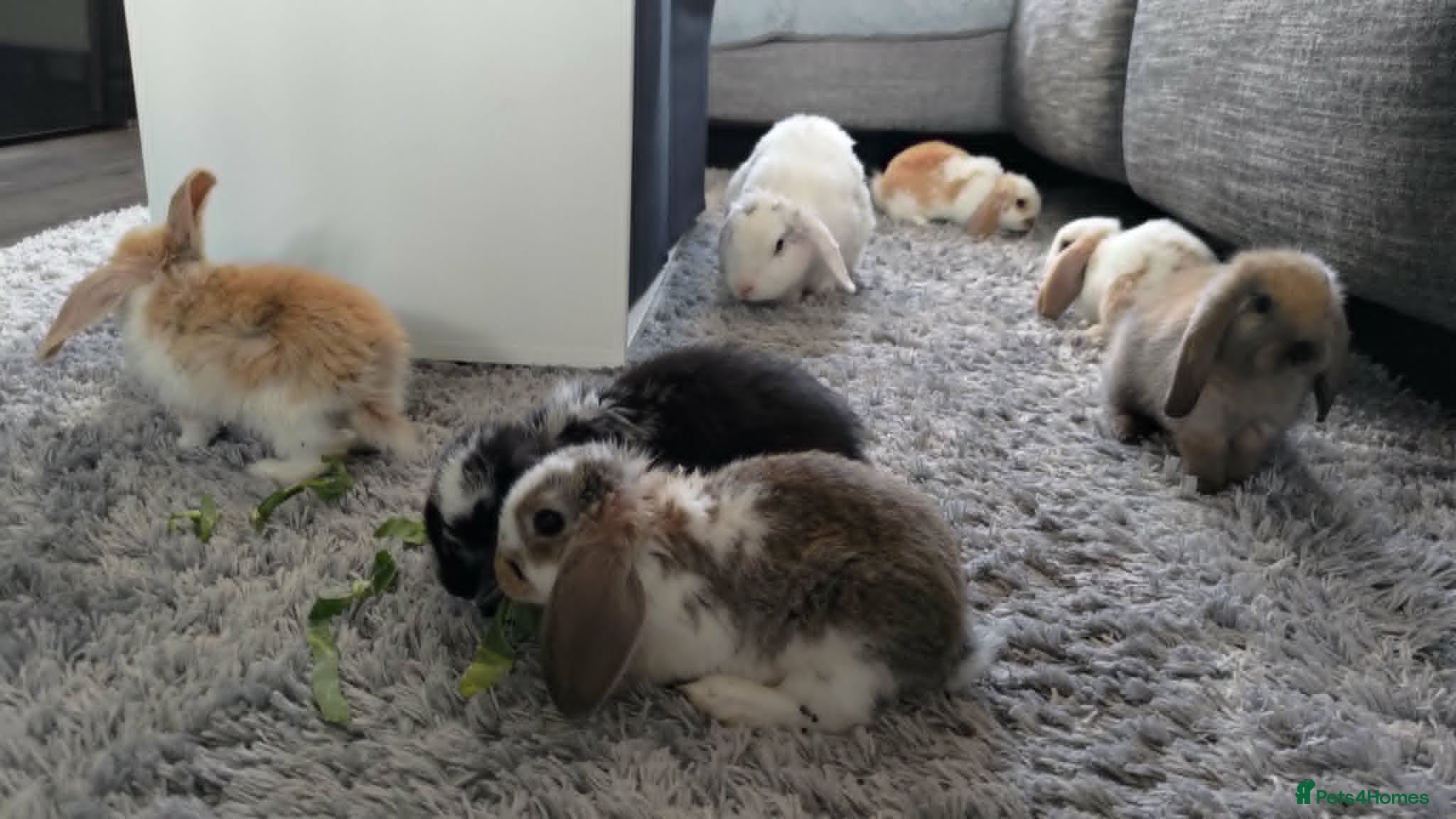 Mini Lop rabbits Cute French x Mini Lop Looking for Loving Homes! - Advert 1