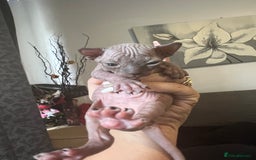 Sphynx cats for sale: Sphynk - Image 5