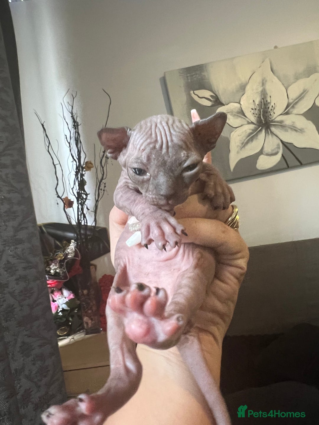 Sphynx cats for sale: Sphynk - Image 5