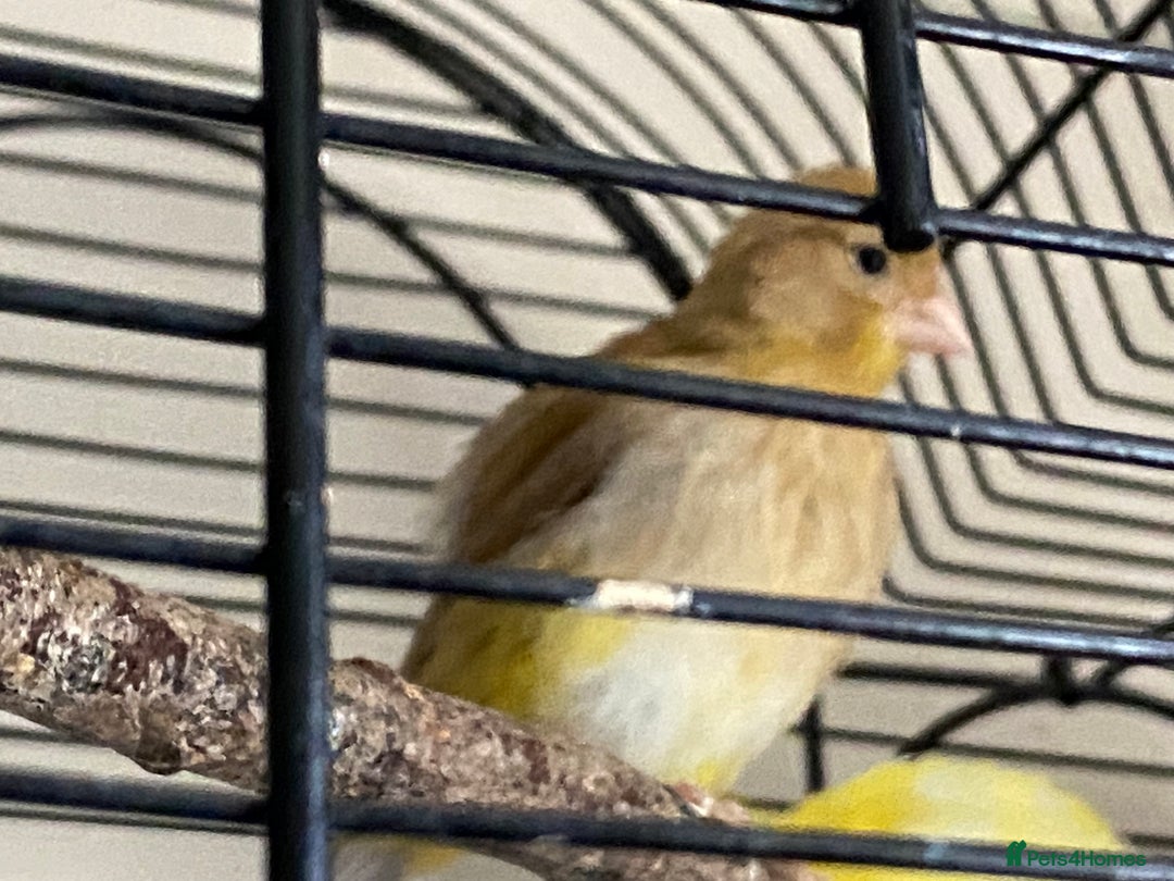Canaries birds for sale: 5 canaries  - Image 11