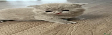 British Shorthair 1