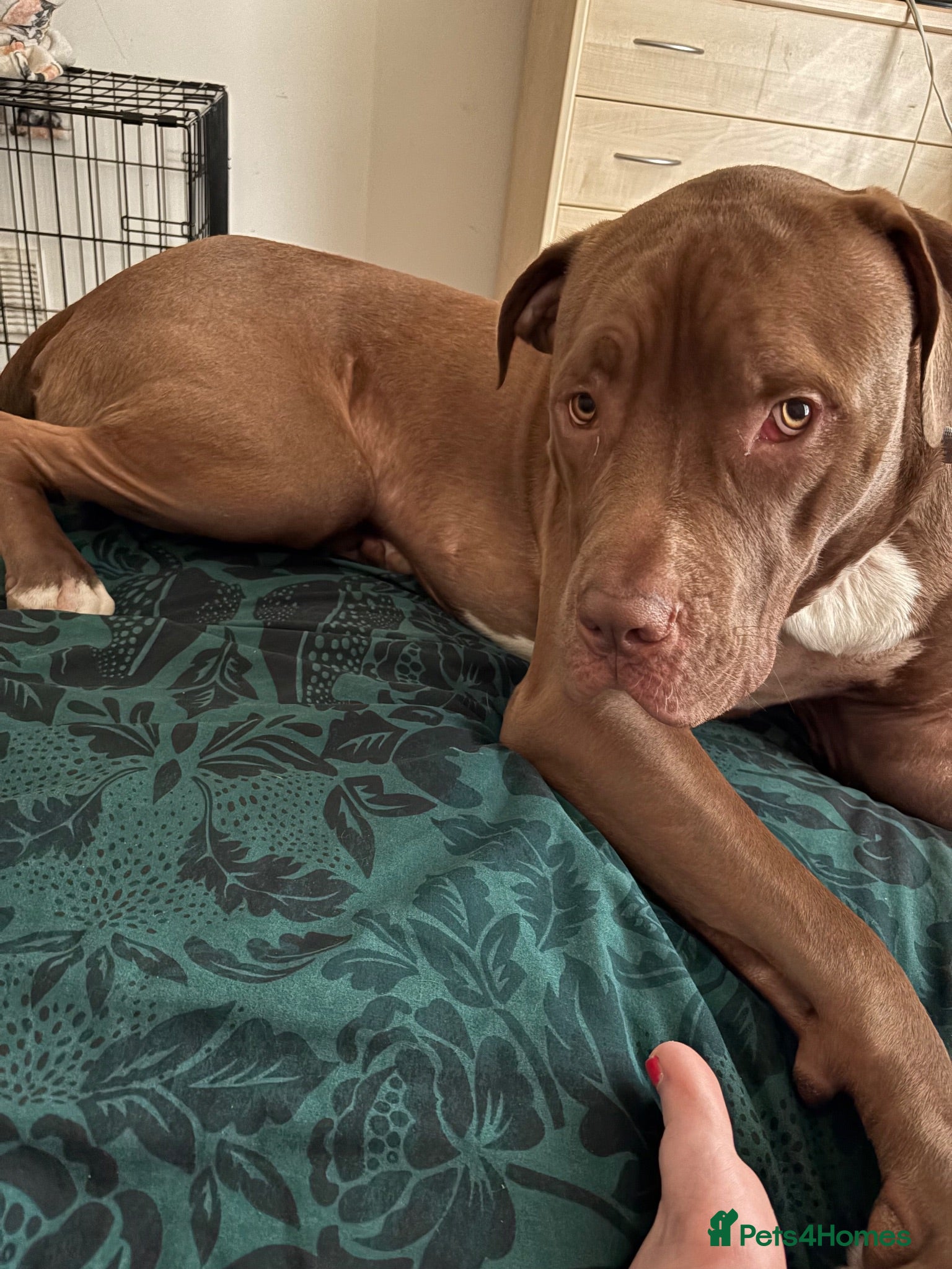 Mixed Breed dogs Boy dog named Kimbo  - Advert 2