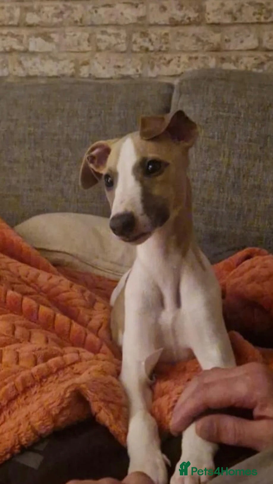 Whippet dogs 1 bitch needing a new home  - Advert 13