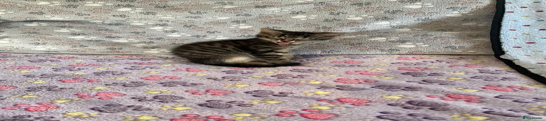 Kitten 3
