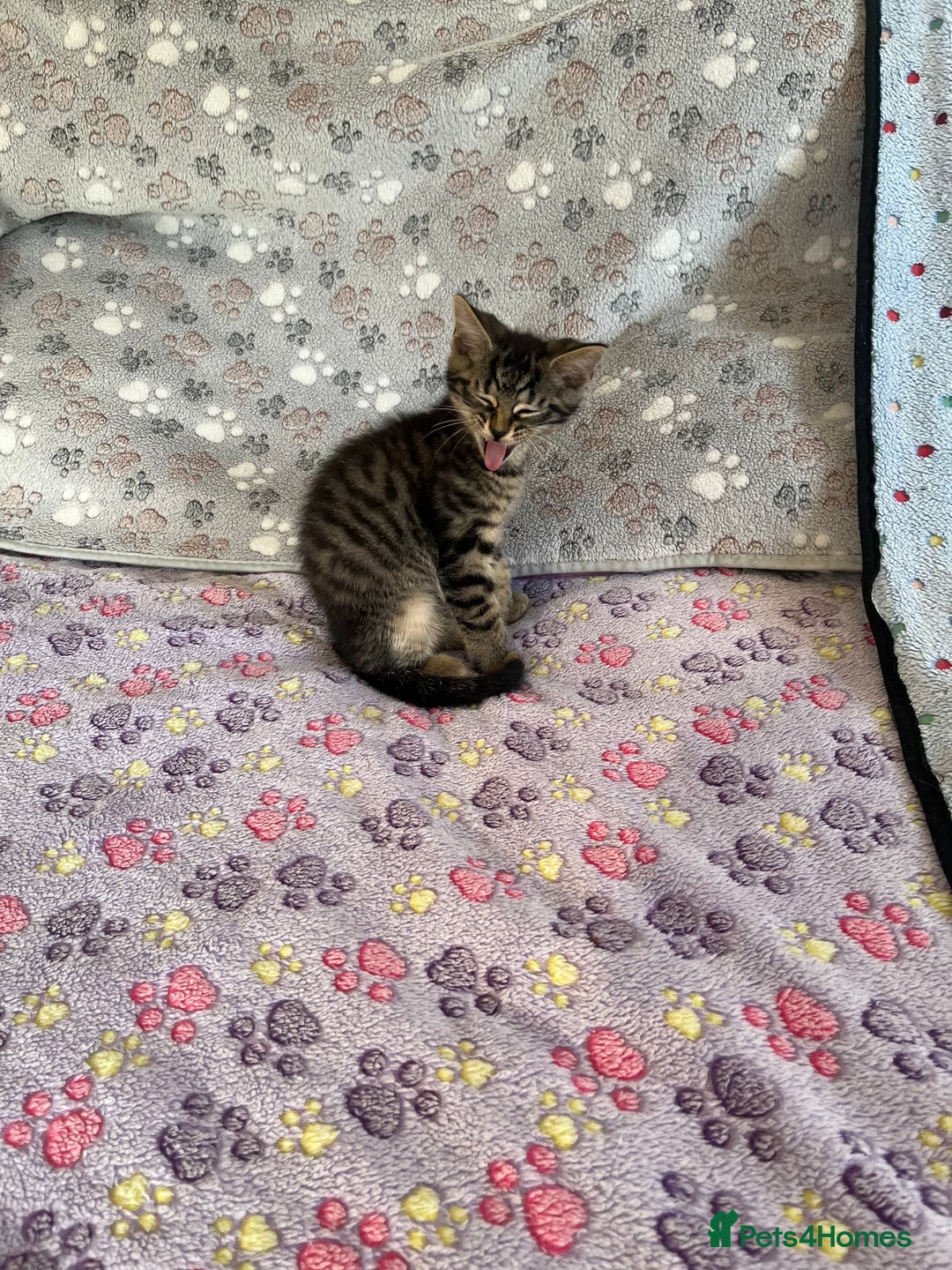 Mixed Breed cats for sale: Mixed breed adorable kittens in Waltham Cross - Image 6