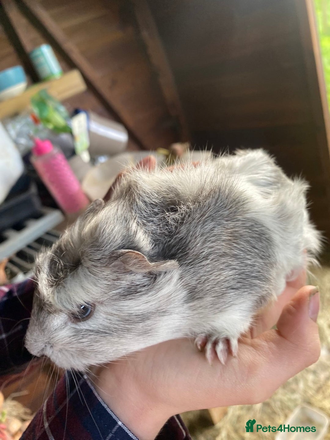 Guinea Pig rodents for sale: Lovely Guinea Pigs  - Advert 3