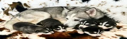 Pomsky dogs for sale: READY LAST 2 PUPPY F4  - Advert 18