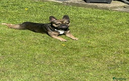 French Bulldog dogs for stud: Stud  - Image 6