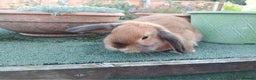 Mini Lop rabbits for sale: Pretty Female & Male Minilop Baby Rabbits - Advert 4