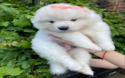Samoyed dogs for sale: Beautiful Samoyed puppies  - Image 15