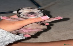 French Bulldog dogs for sale: French bulldog puppies  - Image 5