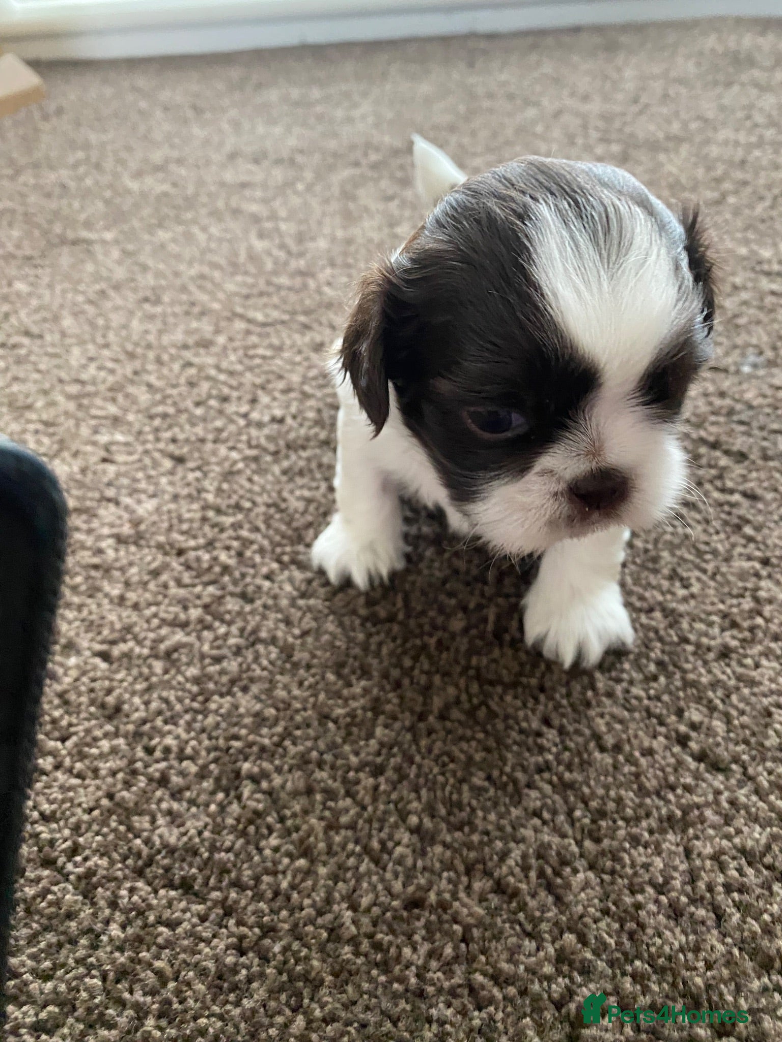 Shih Tzu dogs 2x beautiful tiny Shih Tzu  boys  - Advert 13