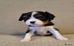 Cavalier King Charles Spaniel dogs for sale: Gorgeous KC Reg Cavalier Puppies  - Image 19