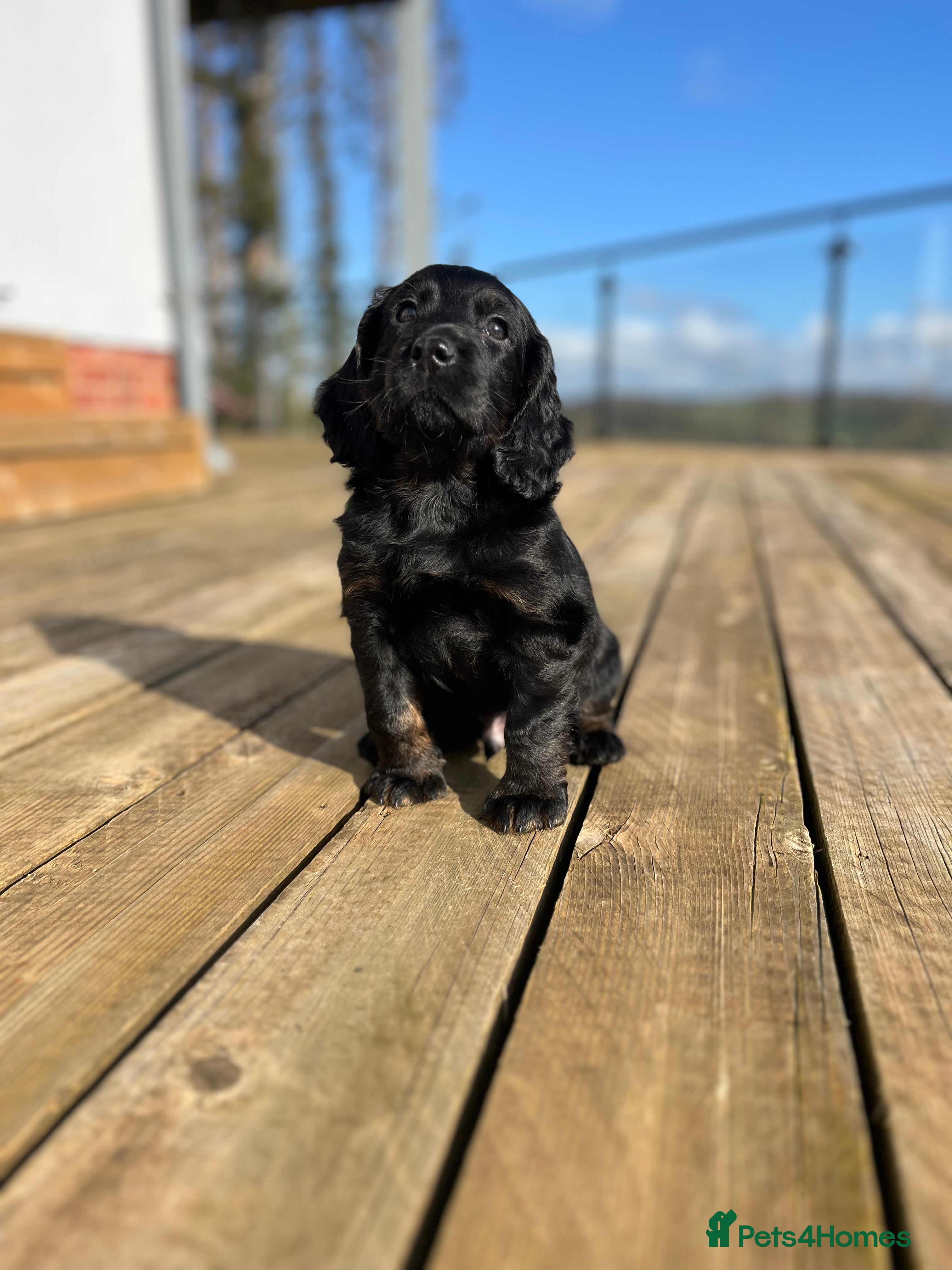 Cocker Spaniel dogs 🌟 KC working cocker spaniel puppies 🌟  - Advert 6
