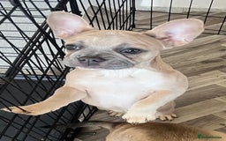 French Bulldog dogs for sale: 4 Gorgeous Frenchbulldogs ready now!  - Image 3